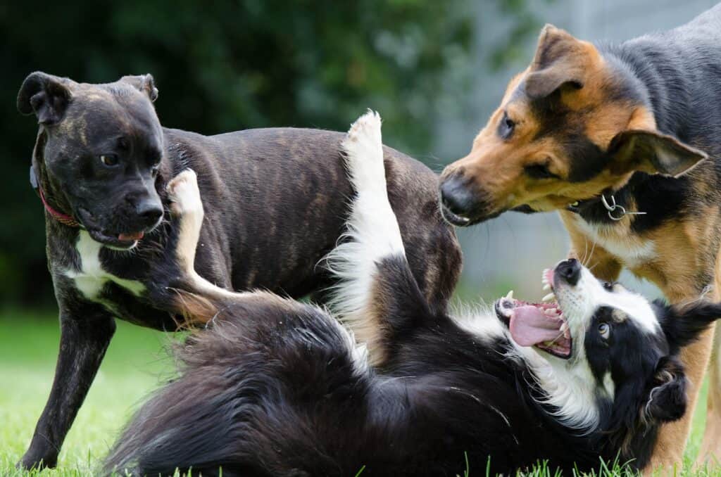 Hundejahre Menschenjahre